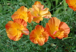 Annuals and biennials